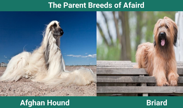 Parent Breeds of Afaird